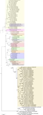 New Glomeromycotan Taxa, Dominikia glomerocarpica sp. nov. and Epigeocarpum crypticum gen. nov. et sp. nov. From Brazil, and Silvaspora gen. nov. From New Caledonia